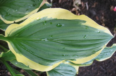 leaf - June 19, 2012