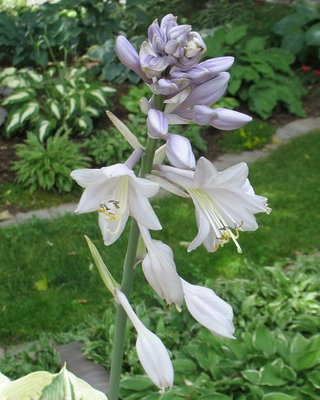 'Liberty' bloom, July 3, 2012