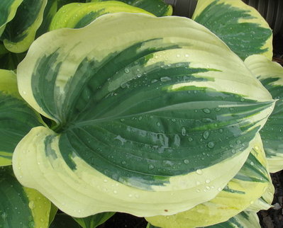 leaf, June 19, 2012