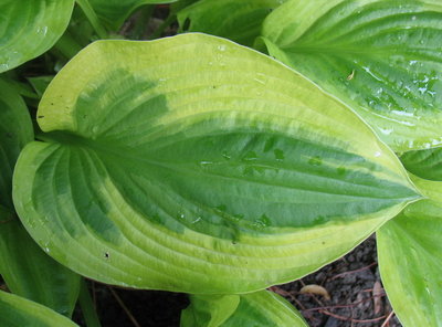 leaf, June 19, 2012