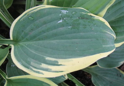 leaf - June 19, 2012