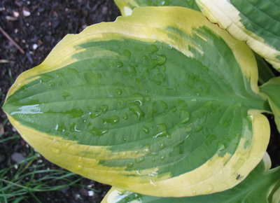 leaf - June 19, 2012