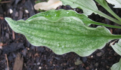 leaf - June 19, 2012