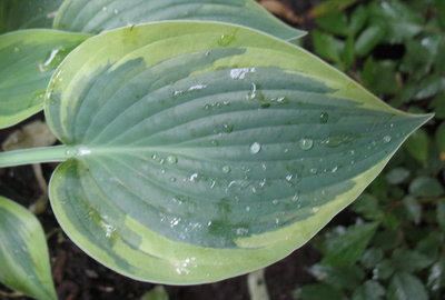 leaf- June 19, 2012