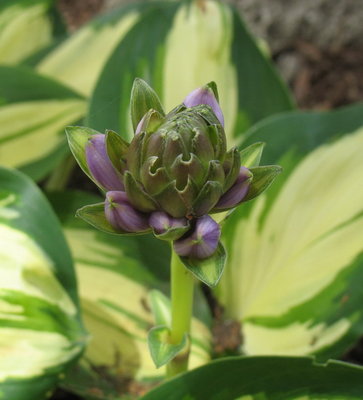 'Peppermint Ice' bud, July 3, 2012