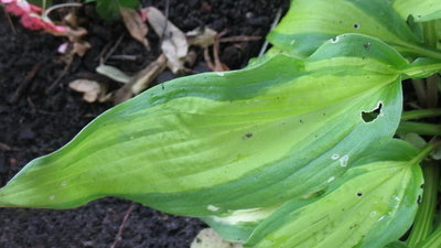 leaf June 19, 2012