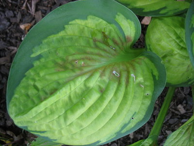 another leaf Aug. 31, 2012