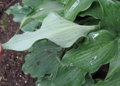 leaves - June 19, 2012