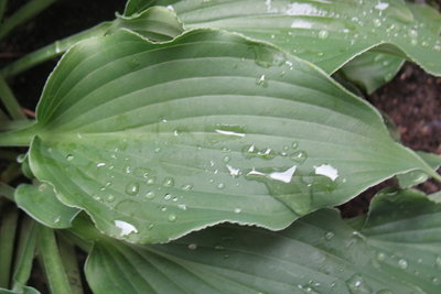 leaf - June 19, 2012