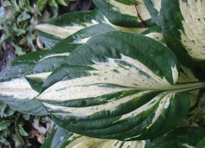 leaf - June 19, 2012