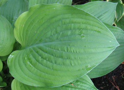 leaf June 19, 2012