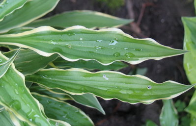 leaf, June 19,. 2012