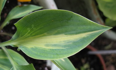 leaf June 19, 2012