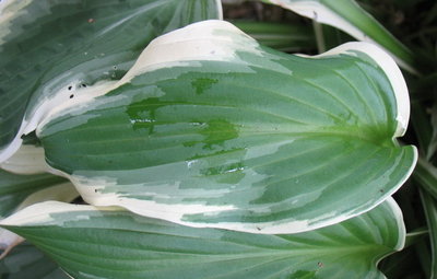 leaf June 19, 2012