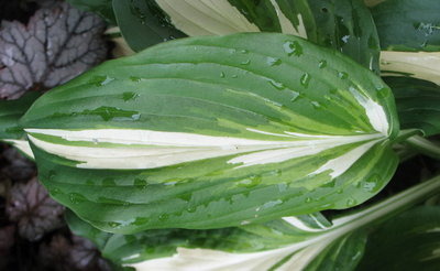 leaf June 19, 2012