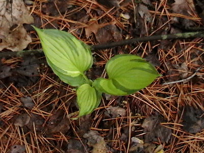 ventricosa Aureomaculata - April 22, 2012