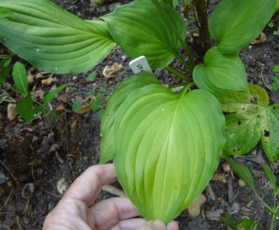 ventricosa Aureomaculata - June 26, 2012