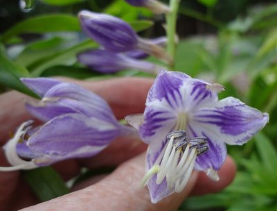 ventricosa Aureomaculata - June 26, 2012