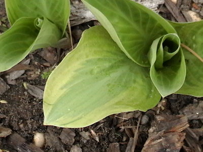 Wintergreen - April 18, 2012