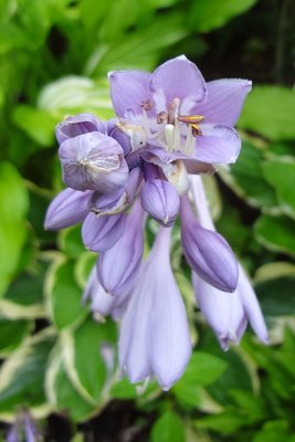 Wintergreen - June 18, 2012