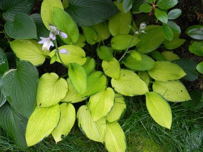 Gold Standard - July 6, 2011 - sported the plant on the left which has a gold margin in spring