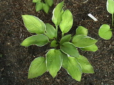 Moonlight - July 11, 2011 - a new one growing in shade