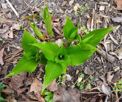 tardiflora - March 21, 2012