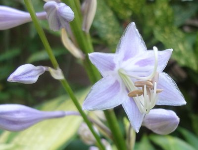 tardiflora - September 22, 2012