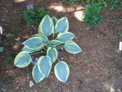 Sleeping Beauty, planted in 2010