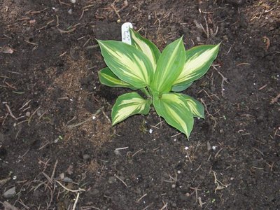 September 3, 2011 shortly after planting