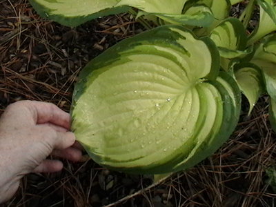 Dancing in the Rain - April 21, 2010