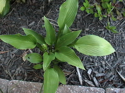 clausa var. normalis 'Jilin' - June 21, 2010