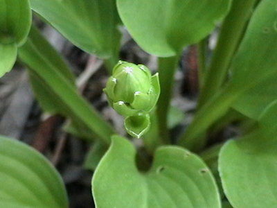 clausa var. normalis 'Jilin' - June 21, 2010