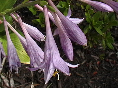 clausa var. normalis 'Jilin' - July 7, 2010