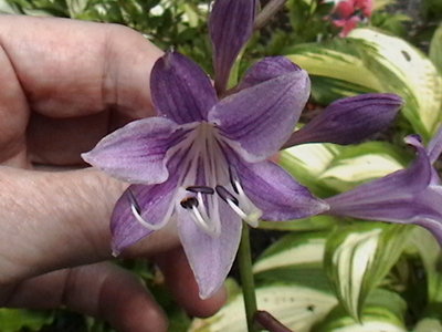 clausa var. normalis 'Jilin' - July 7, 2010