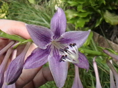 clausa var. normalis 'Jilin' - July 7, 2010