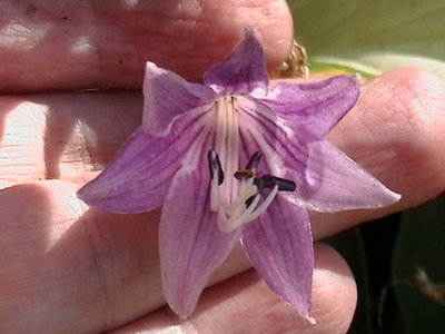 clausa var. normalis 'Jilin' - July 13, 2011