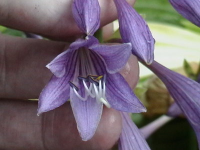 clausa var. normalis 'Jilin' - July 18, 2011