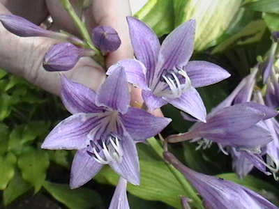 clausa var. normalis 'Jilin' - July 22, 2011