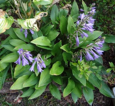 clausa var. normalis 'Jilin' - July 22, 2012