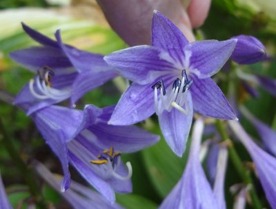 clausa var. normalis 'Jilin' - July 22, 2012