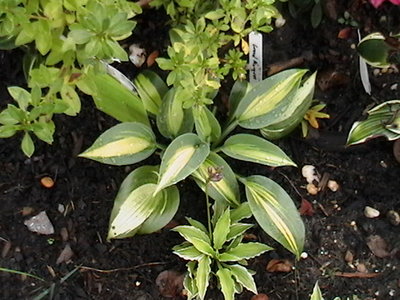 Grand Marquee - October 10, 2011  -  with Lemon Frost in bud in front