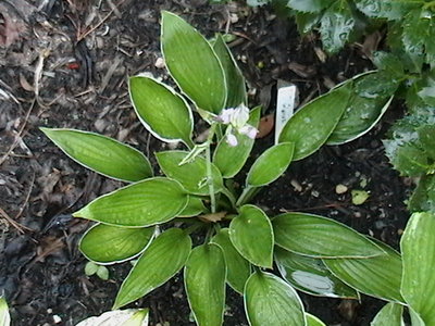 Gloriosa - July 18, 2011