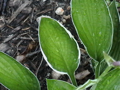 Gloriosa - July 18, 2011