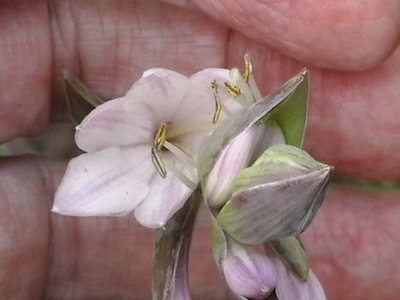 Gloriosa - July 19, 2011