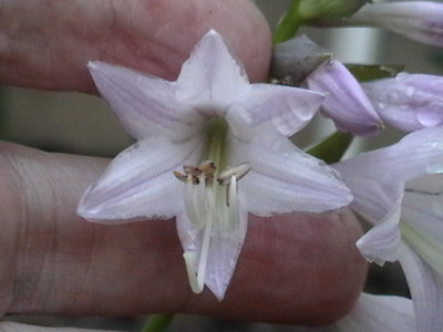 Gloriosa - July 23, 2011