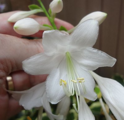 rectifolia 'Albiflora' - August 17, 2012