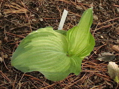 Guardian Angel - April 28, 2011