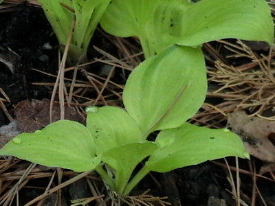 Amber Tiara - April 29, 2011