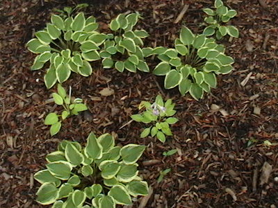 Platinum Tiara - June 25, 2009